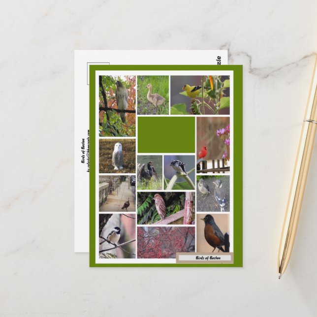 Carte Postale Oiseaux de Boston (Devant/Arrière en situation)