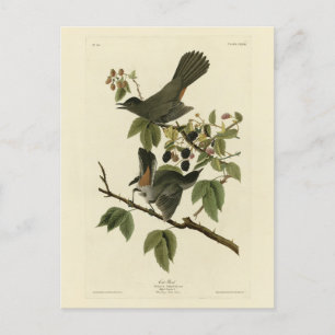 Carte Postale Oiseaux de chats (Colibri gris) Oiseaux d'Amérique