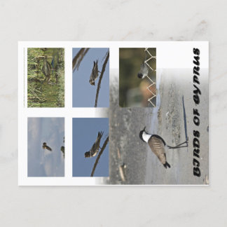 Carte postale Oiseaux de Chypre