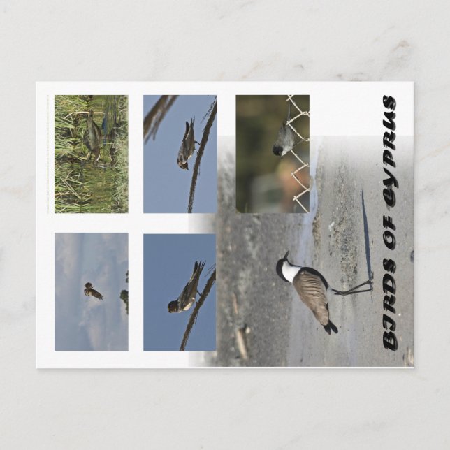 Carte postale Oiseaux de Chypre (Devant)