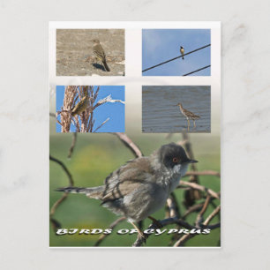 Carte postale Oiseaux de Chypre