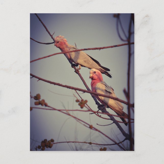 Carte Postale Oiseaux de Galah dans l'arbre2 (Devant)
