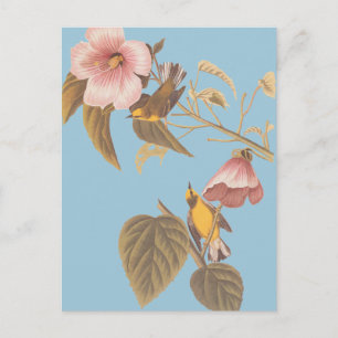 Carte Postale Oiseaux de la Paruline Jaune à ailes bleues d'Audu