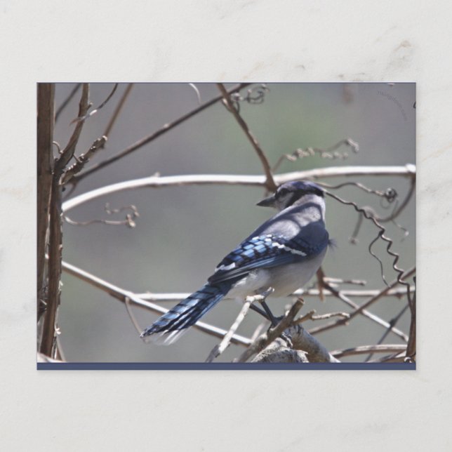 Carte Postale Oiseaux de la vallée de Shenandoah : Jay bleu/Card (Devant)