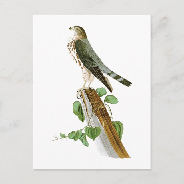 Carte Postale Oiseaux de Le Petit Caporal John Audubon de (Devant)