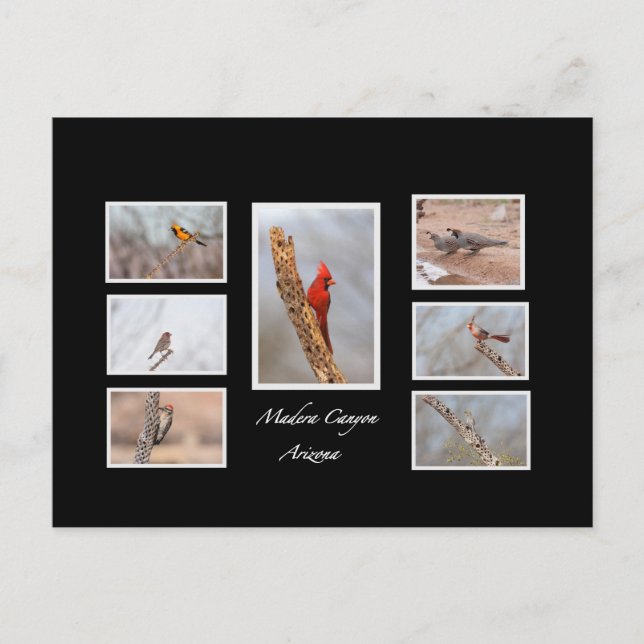 Carte Postale Oiseaux de Madera Canyon Arizona (Devant)