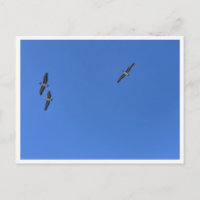 Oiseaux de Malibu en vol – Photographie animalière