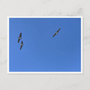Carte Postale Oiseaux de Malibu en vol – Photographie animalière