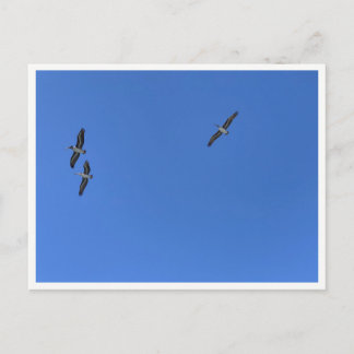 Carte Postale Oiseaux de Malibu en vol – Photographie animalière
