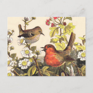 Carte Postale Oiseaux de printemps Robin Oiseaux rouges