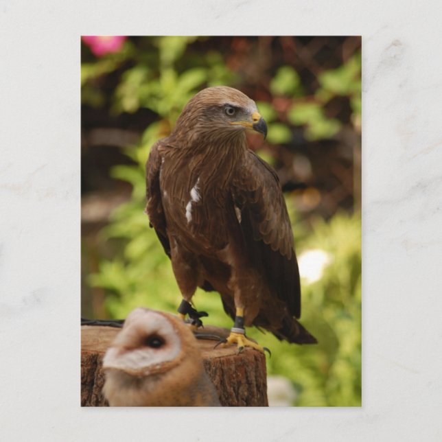 Carte Postale Oiseaux de proie (Devant)