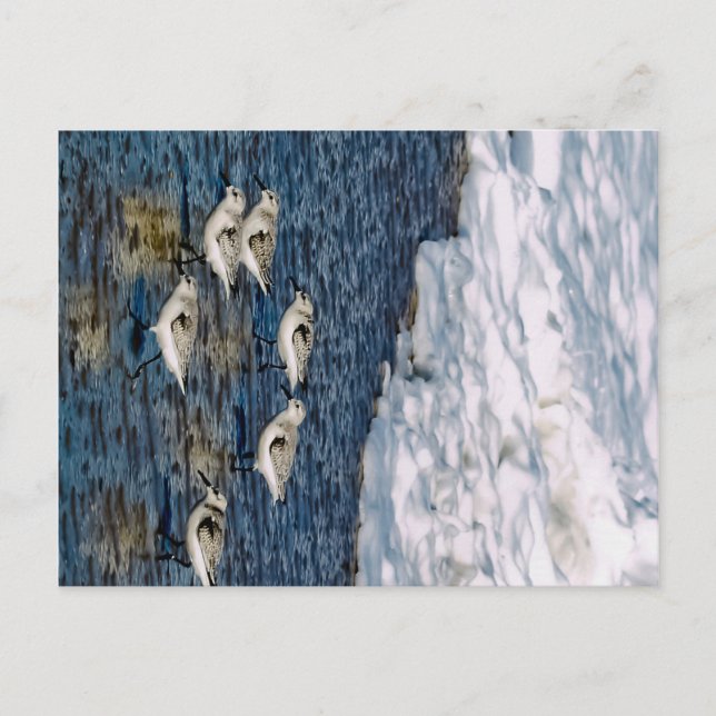 Carte Postale Oiseaux de rivage (Devant)