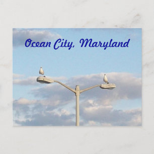 Carte Postale Oiseaux d'Ocean City