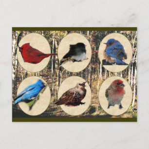 Carte Postale Oiseaux du Moyen Tennessee