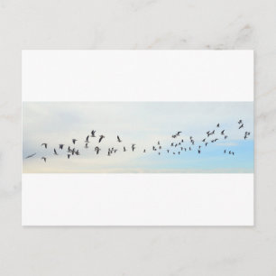 Carte Postale Oiseaux en vol