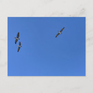 Carte Postale Oiseaux en Vol Contre la Photographie de Plage de 