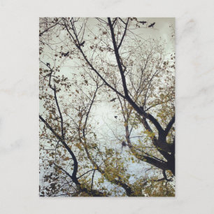 Carte Postale Oiseaux entre arbres