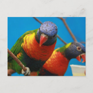 Carte postale Oiseaux Lories