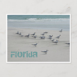 Carte Postale Oiseaux marins de Floride