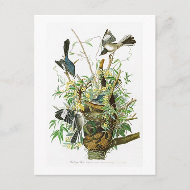 Carte Postale Oiseaux moqueurs de John James Audubon d'oiseau de (Devant)