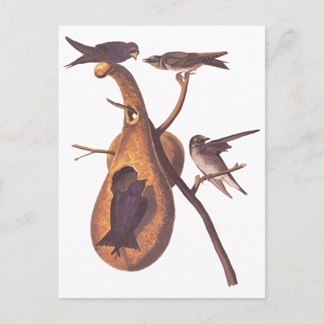 Carte Postale Oiseaux pourpres Martin Audubon avec Gourd Home (Devant)