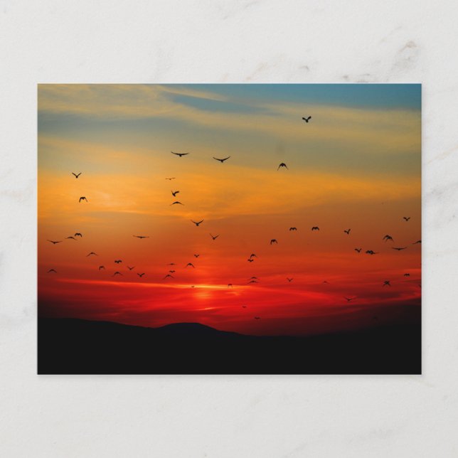 Carte Postale Oiseaux prendre l'avion au coucher du soleil, phot (Devant)