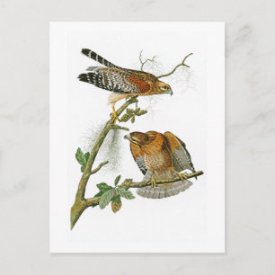 Carte Postale oiseaux Rouge-épaulés de John Audubon de faucon de