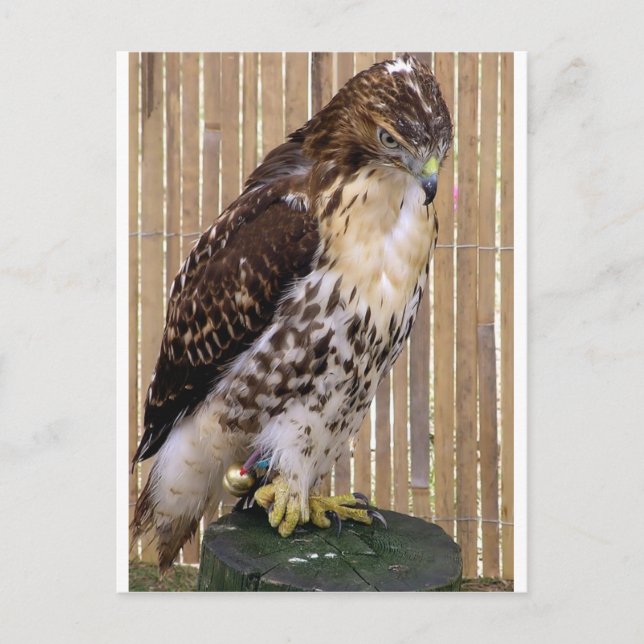 Carte Postale Oiseaux sauvages : Buse à queue rousse (Devant)