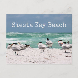Carte Postale Oiseaux sur la plage Siesta Key Beach