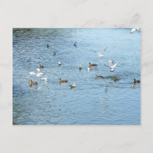 Carte Postale Oiseaux Sur La Rivière D'Été