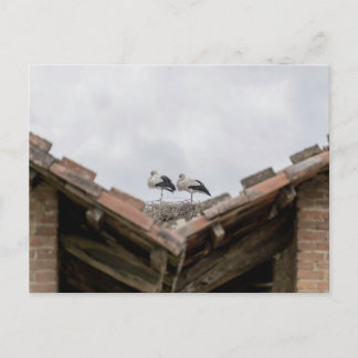 Carte Postale oiseaux sur le toit