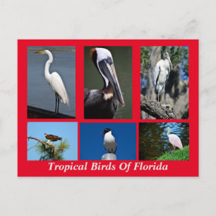 Carte Postale Oiseaux tropicaux de Floride