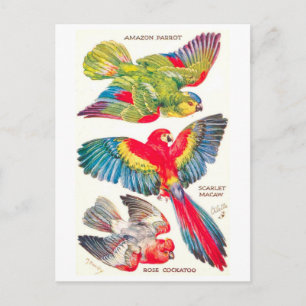 Carte Postale Oiseaux Tropicaux Vintage