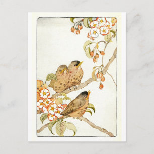 Carte postale Oiseaux vintages