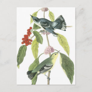 Carte Postale oiseaux vintages sur une branche...carte postale