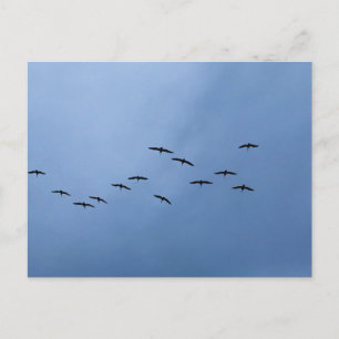 Carte Postale Oiseaux volant en formation en V Photographie de l
