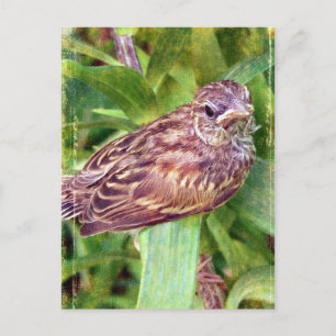 Carte Postale Oisillon