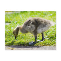 Oison adorable d'oie du Canada