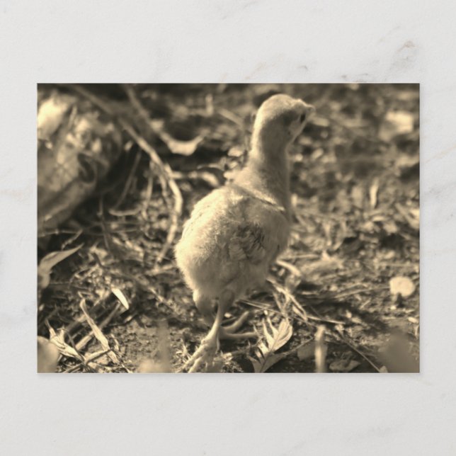 Carte Postale Ok, Au revoir ! - (Devant)