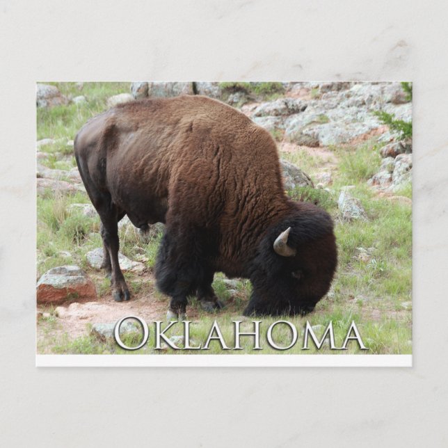 Carte postale Oklahoma Bison (Devant)