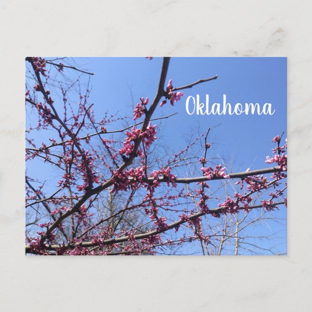 Carte postale Oklahoma Redbud (Devant)