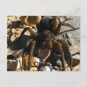 Carte Postale Oklahoma, Spider