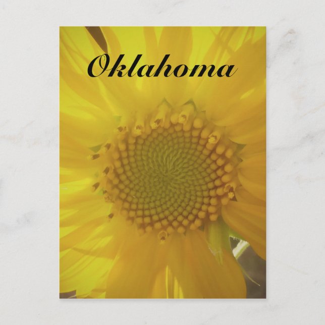Carte postale Oklahoma Sunflower (Devant)