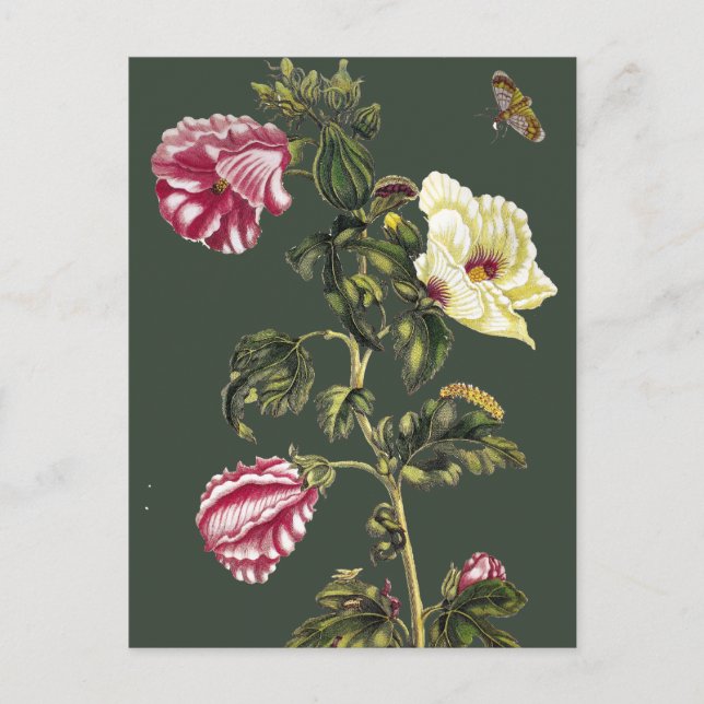 Carte Postale Okra (Devant)