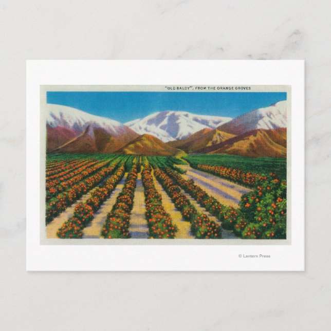 Carte Postale Old Baldy Mountain depuis les Orange Groves (Devant)