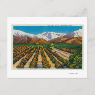 Carte Postale Old Baldy Mountain depuis les Orange Groves