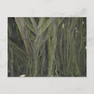 Carte postale Old Banyan Tree