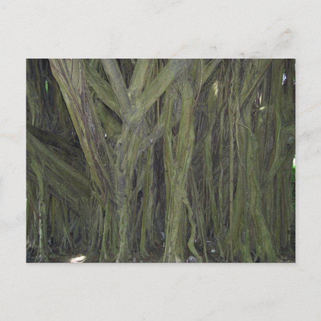 Carte postale Old Banyan Tree (Devant)