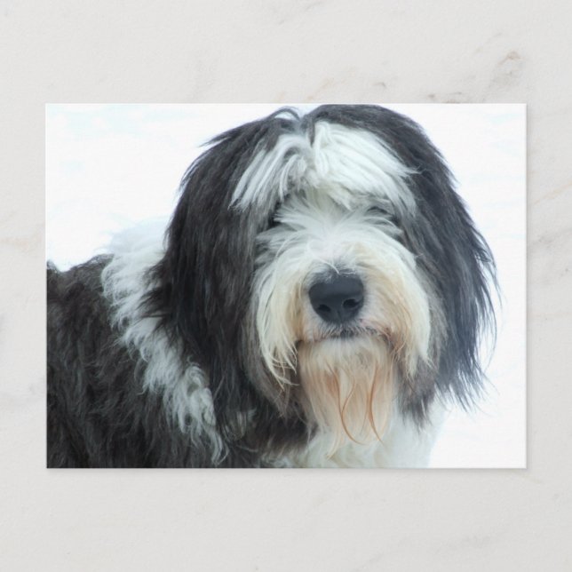 Carte Postale Old English Sheepdog (Devant)