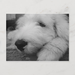 Carte Postale Old English Sheepdog